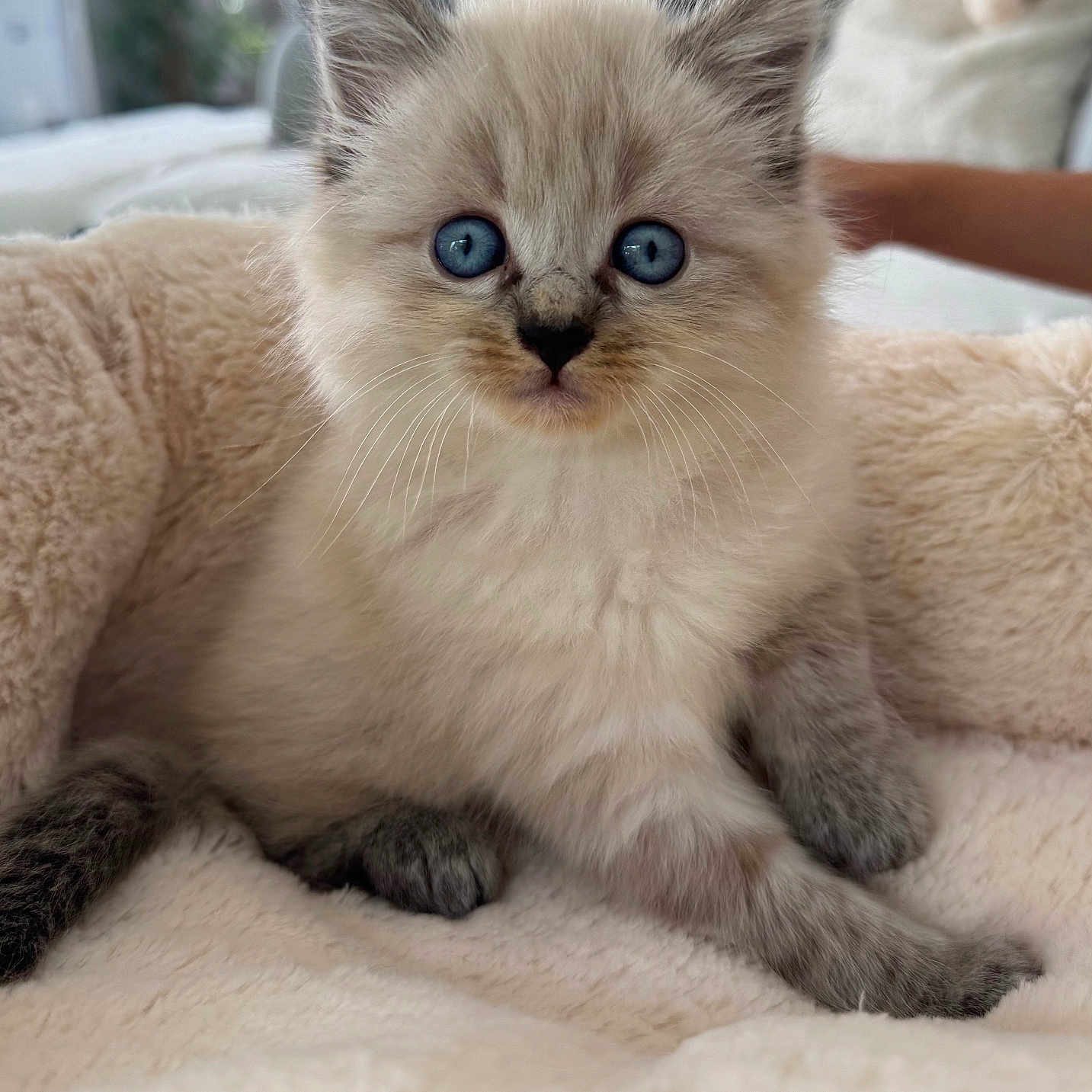 Saïko a rejoint le concours — aidez-le/la à gagner de superbes lots ! animal, bed, blue_eyes, cat, closeup, cozy, curious, cute, domestic_cat, fluffy, furry, indoor, kitten, paws, pet, portrait, resting, soft, whiskers, young