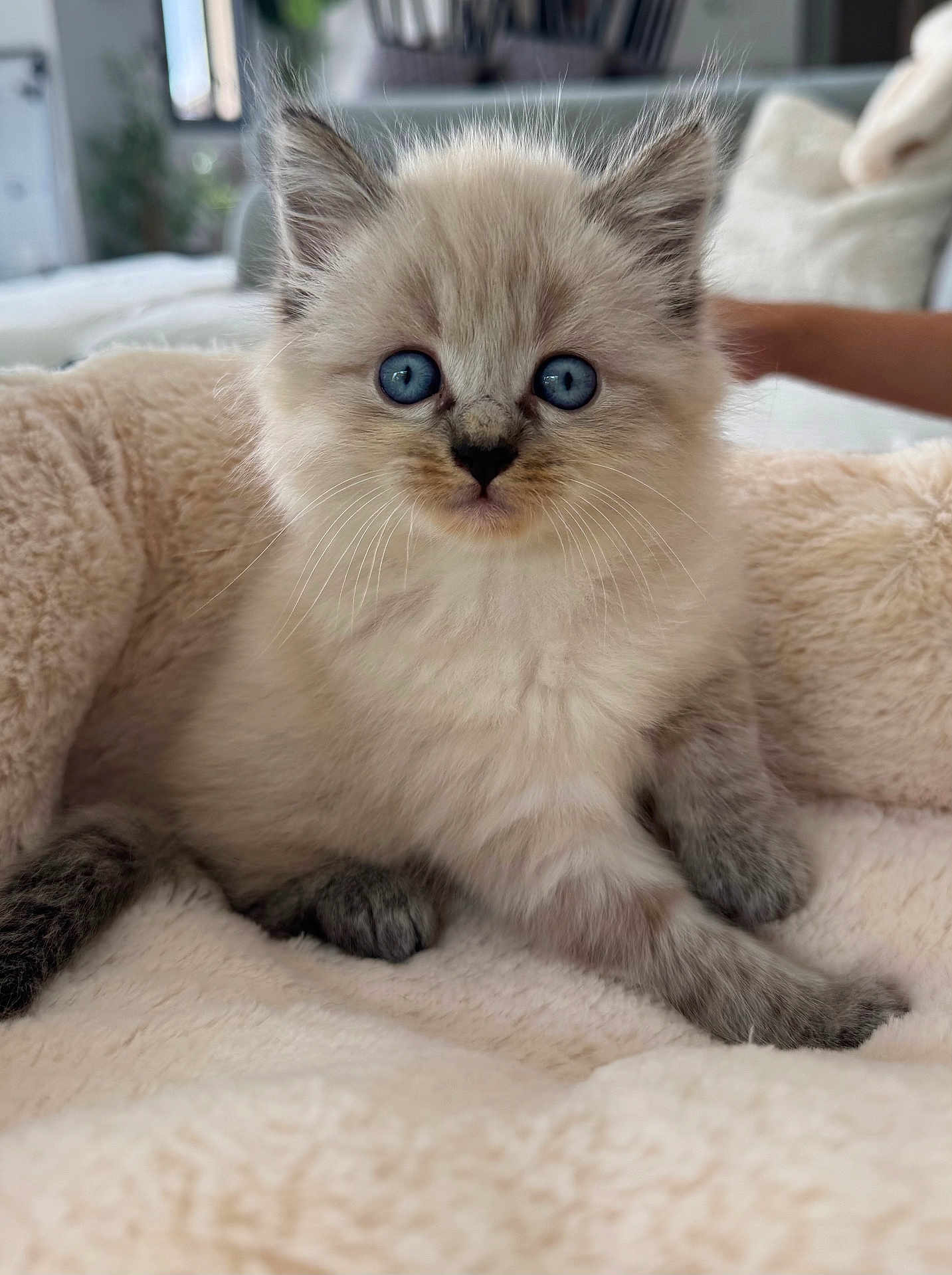 Saïko a rejoint le concours — aidez-le/la à gagner de superbes lots ! kitten, cat, blue_eyes, fluffy, pet, animal, cute, furry, indoor, bed, soft, cozy, whiskers, paws, young, domestic_cat, portrait, closeup, curious, resting