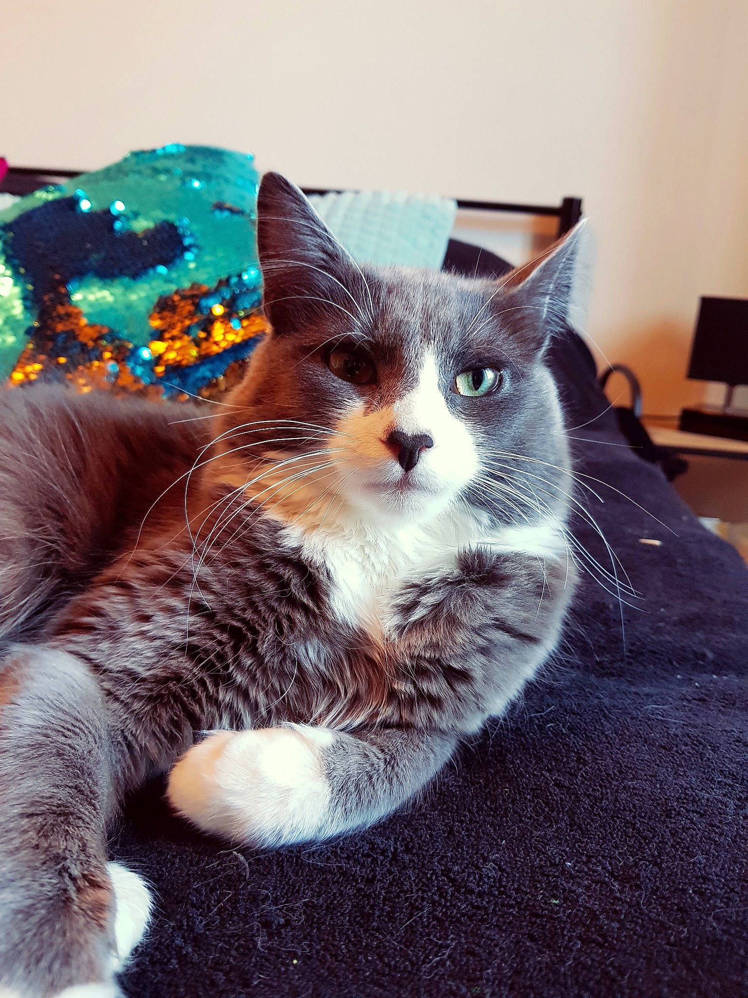 Krokmou a rejoint le concours — aidez-le/la à gagner de superbes lots ! american_wirehair, carnivore, cat, domestic_short_haired_cat, ear, european_shorthair, eye, felidae, fur, kitten, small_to_medium_sized_cats, tabby_cat, tail, tree, whiskers