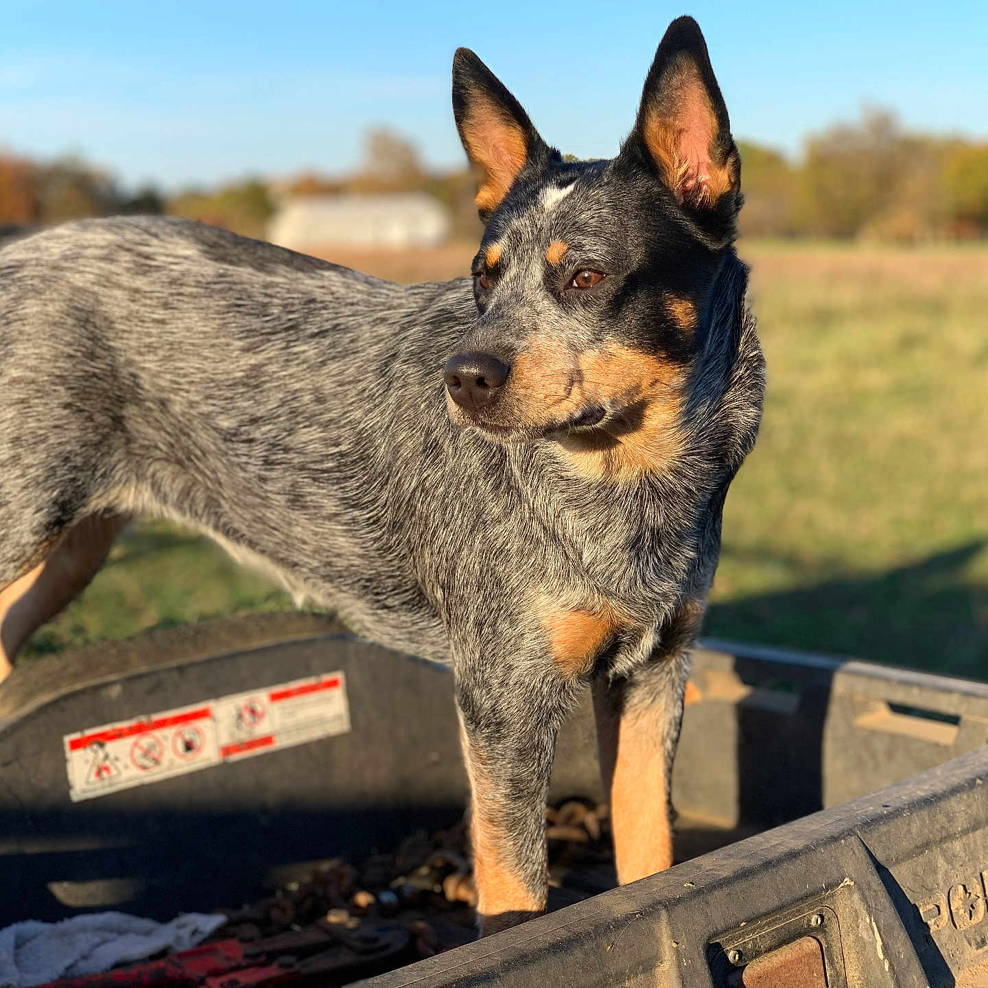 Hazel Louise joined the competition — help win amazing prizes! alloywheel, animal, canine, car, carwheel, dog, fox, germanshepherd, grass, hound, machine, pet, plant, policedog, puppy, spoke, tire, transportation, vehicle, wheel