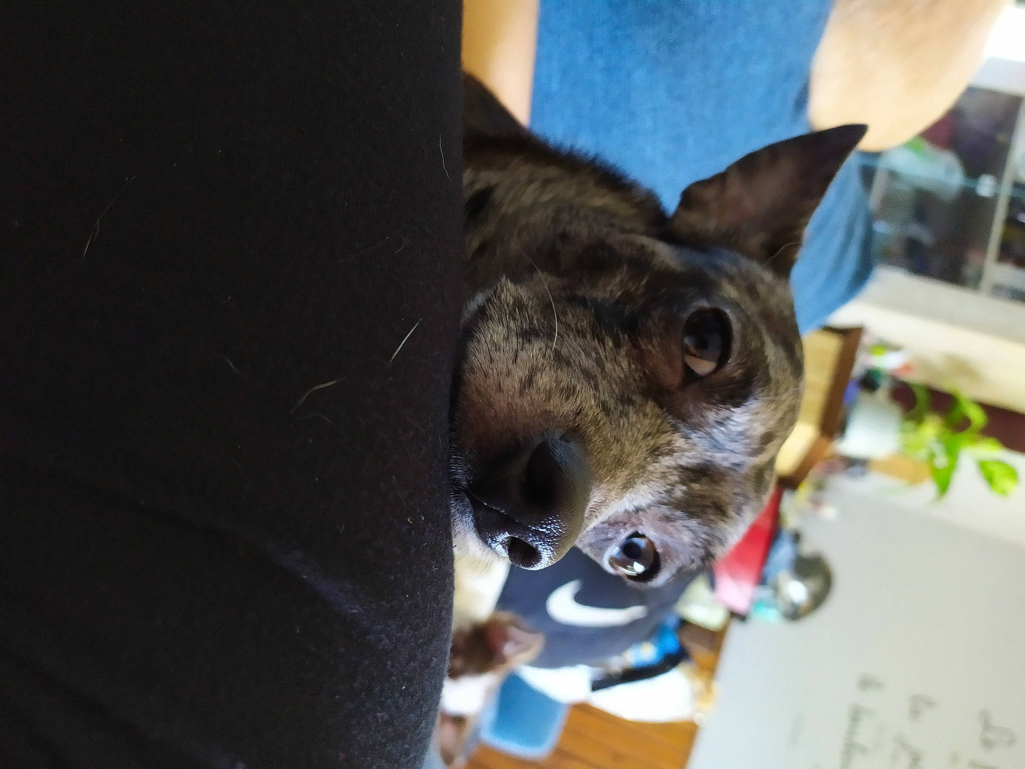 Yoda participe au concours pour gagner de l'argent avec cette photo : boston_terrier, canidae, carnivore, companion_dog, dog, dog_breed, ear, eye, fawn, french_bulldog, mammal, non_sporting_group, nose, puppy, snout, toy_dog, vertebrate