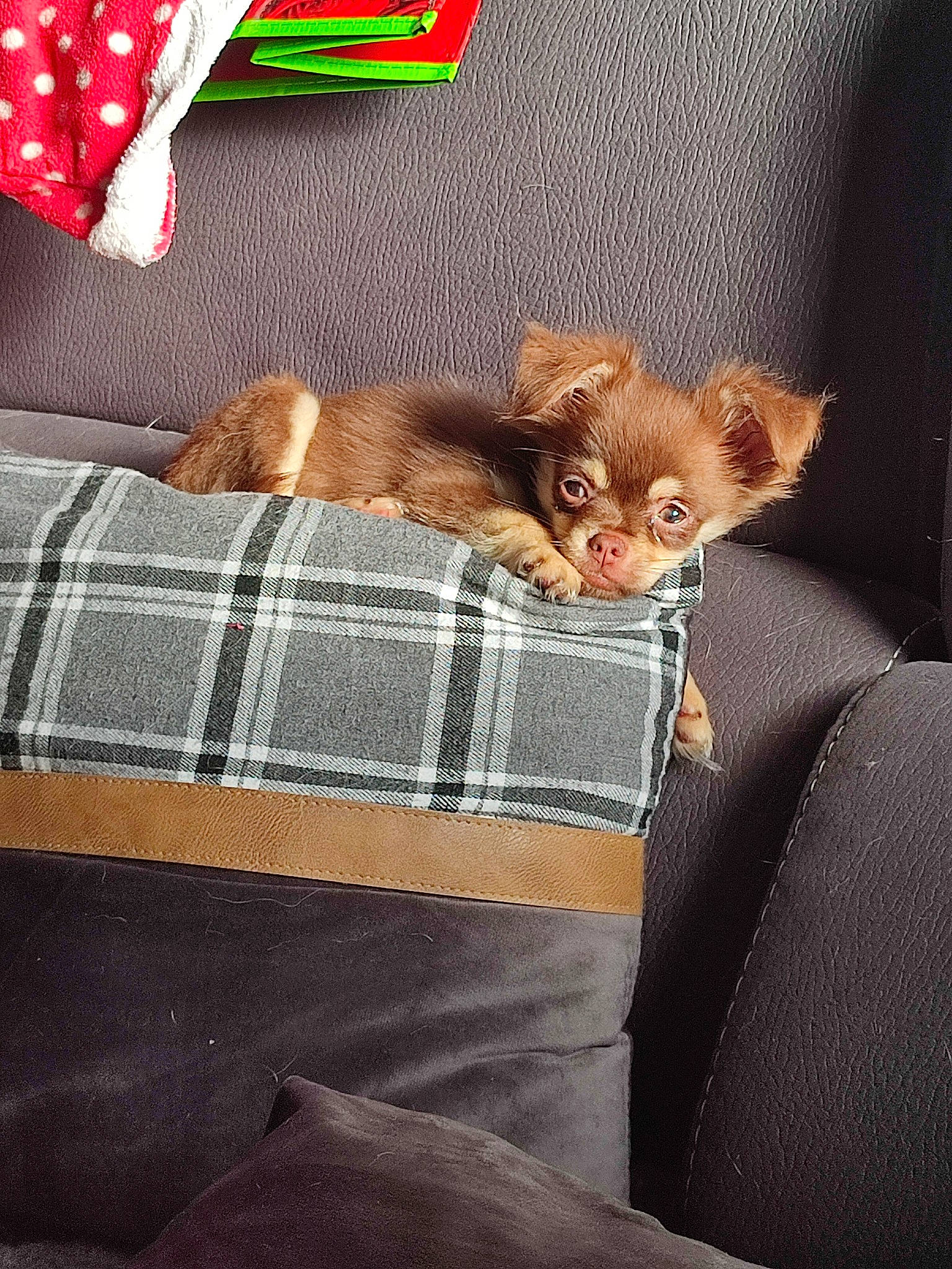 Minato participe au concours pour gagner de l'argent avec cette photo : bedding, brown, carnivore, cat, comfort, couch, domestic_short_haired_cat, fawn, felidae, fur, linens, mammal, pattern, room, small_to_medium_sized_cats, textile, throw_pillow, vertebrate, whiskers, window