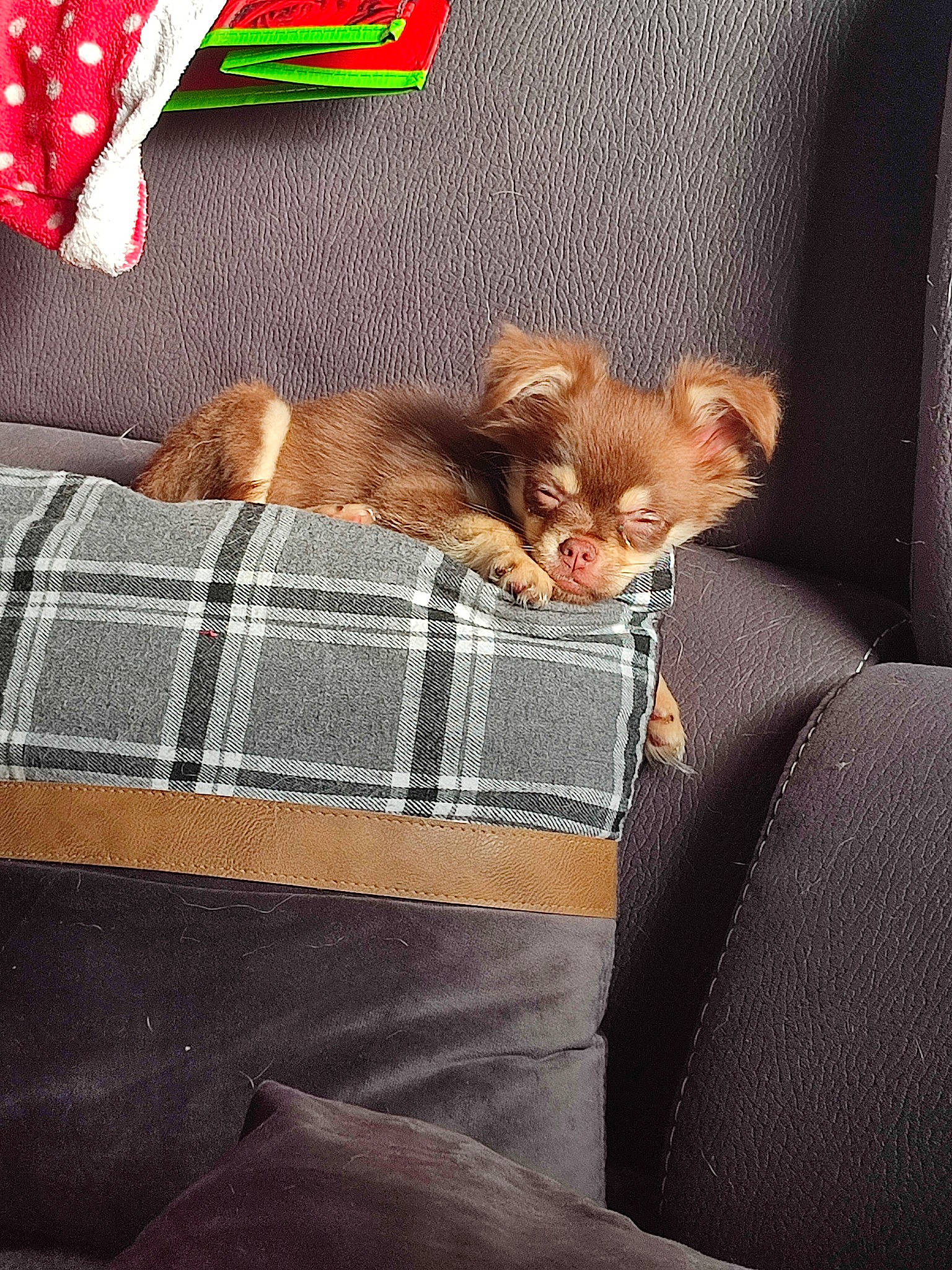 Minato a rejoint le concours — aidez-le/la à gagner de superbes lots ! bedding, brown, carmine, carnivore, cat, comfort, couch, domestic_short_haired_cat, fawn, felidae, fur, human_leg, linens, mammal, orange, room, small_to_medium_sized_cats, textile, whiskers, wood