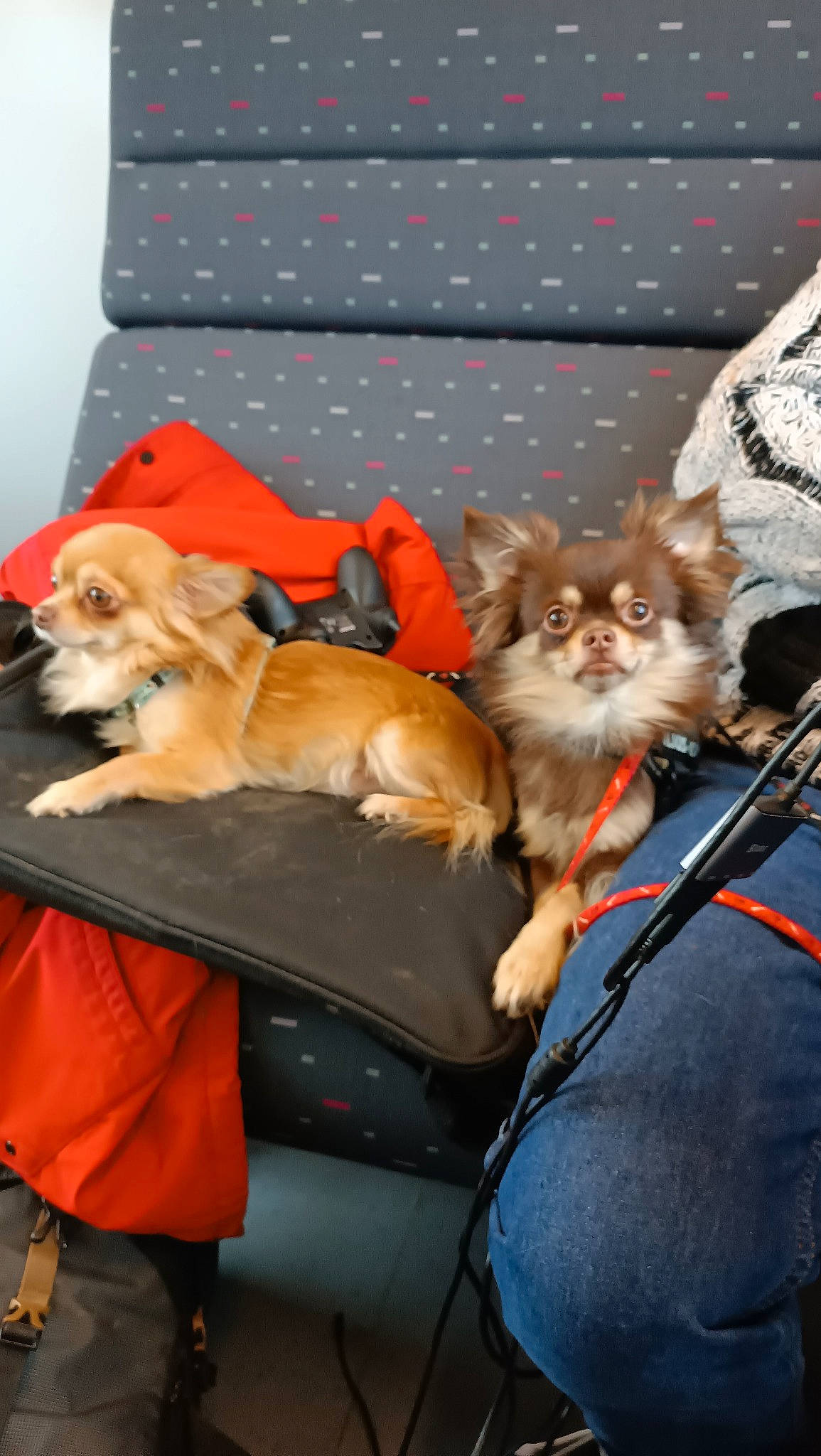 Minato a rejoint le concours — aidez-le/la à gagner de superbes lots ! canidae, carnivore, cat, comfort, companion_dog, couch, dog, dog_breed, dog_supply, domestic_short_haired_cat, fawn, felidae, fur, mammal, small_to_medium_sized_cats, sporting_group, tail, toy_dog, vertebrate, whiskers