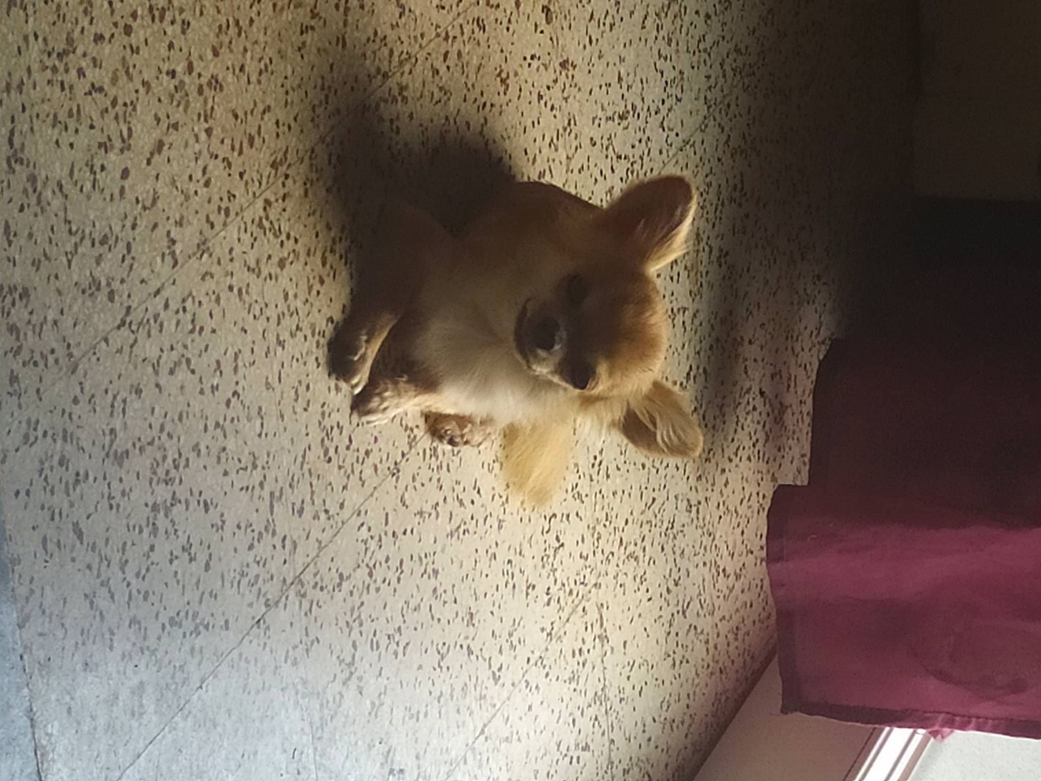 Missa a rejoint le concours — aidez-le/la à gagner de superbes lots ! carnivore, cat, ceiling, fawn, felidae, fur, kitten, small_to_medium_sized_cats, snout, whiskers