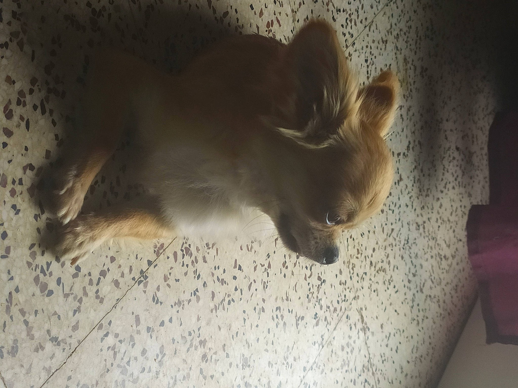 Missa participe au concours pour gagner de l'argent avec cette photo : ear, fawn, fur, marsupial, room, snout, wildlife