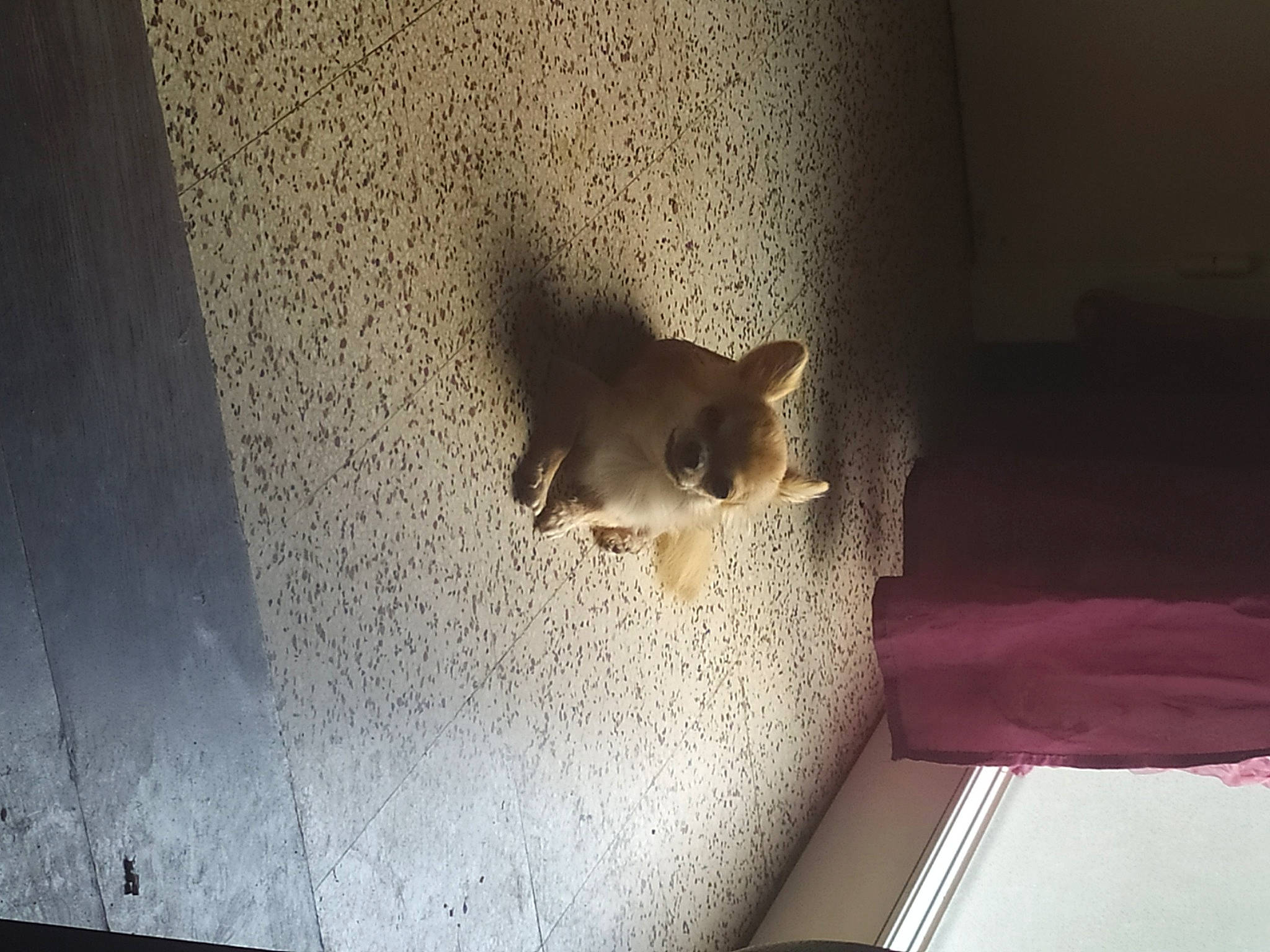 Missa a rejoint le concours — aidez-le/la à gagner de superbes lots ! abyssinian, carnivore, cat, ceiling, fawn, felidae, kitten, procyonidae, room, small_to_medium_sized_cats, snout, tail, whiskers