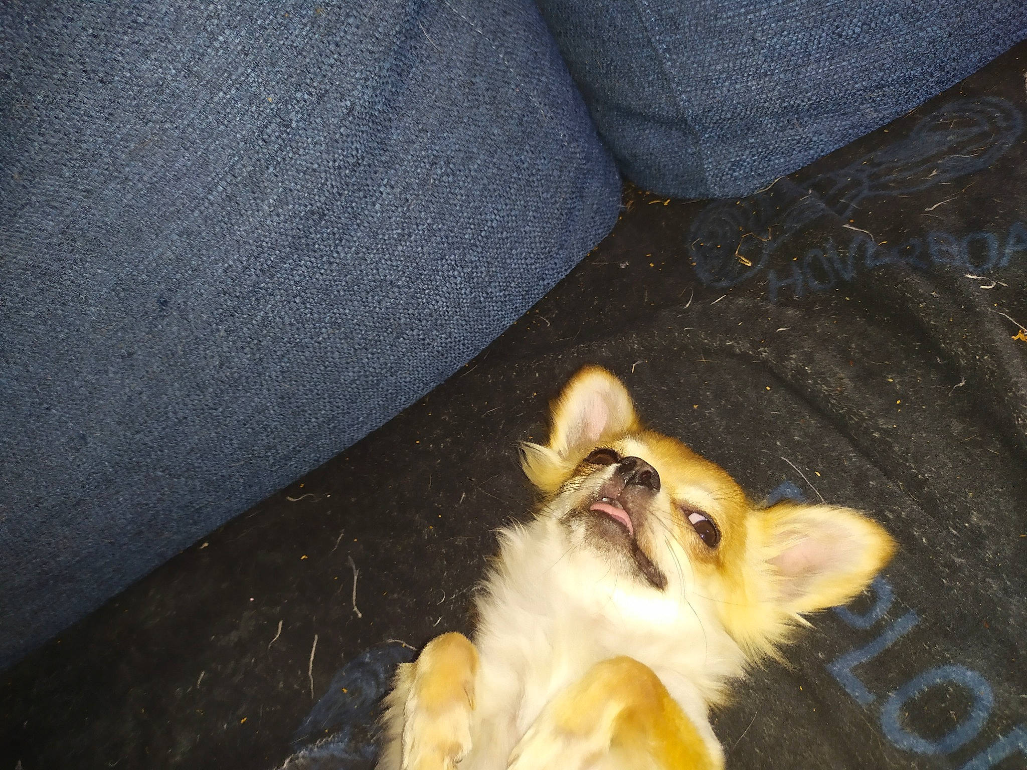 Missa participe au concours pour gagner de l'argent avec cette photo : canidae, carnivore, dog_breed, fawn, pembroke_welsh_corgi, tail, welsh_corgi, whiskers