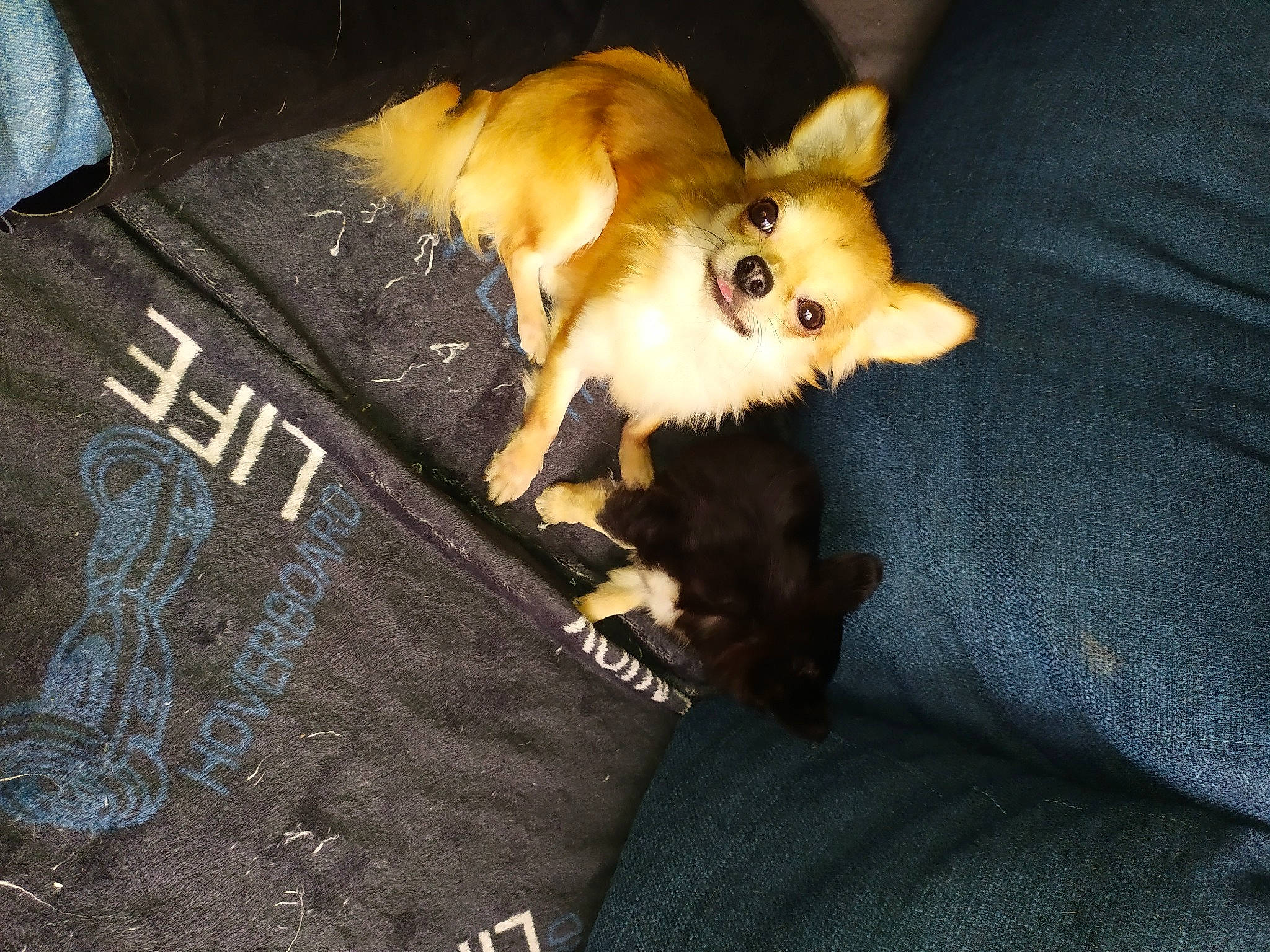 Missa participe au concours pour gagner de l'argent avec cette photo : canidae, carnivore, chihuahua, companion_dog, dog, dog_breed, fawn, mammal, pomeranian, puppy, toy_dog