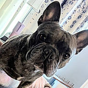 Bleu Bear is registered to the contest to win money with this photo: dog, french_bulldog, brindle, pet, indoor, curtains, window, ears, face, closeup, animal, canine, cute, portrait, furniture, bed, blanket, light, room, home