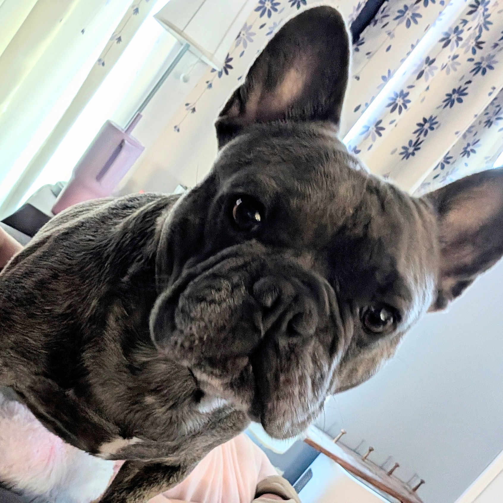 Bleu Bear is registered to the contest to win money with this photo: animal, bed, blanket, brindle, canine, closeup, curtains, cute, dog, ears, face, french_bulldog, furniture, home, indoor, light, pet, portrait, room, window