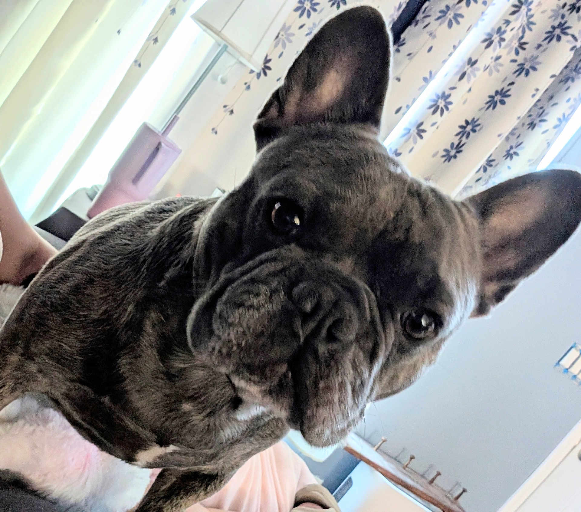 Bleu Bear is registered to the contest to win money with this photo: dog, french_bulldog, brindle, pet, indoor, curtains, window, ears, face, closeup, animal, canine, cute, portrait, furniture, bed, blanket, light, room, home