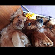 Naïade participe au concours pour gagner de l'argent avec cette photo : advertisement, animal, ball, canine, computerhardware, dog, electronics, goldenretriever, hardware, hound, monitor, person, pet, poster, puppy, screen, sleeping, sport, tennis, text