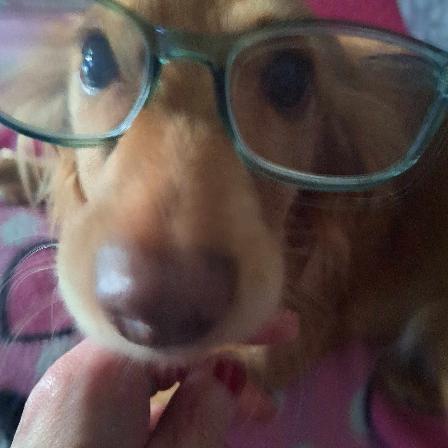 Naïade participe au concours pour gagner de l'argent avec cette photo : accessories, animal, bodypart, canine, chihuahua, cockerspaniel, dog, finger, glasses, goggles, goldenretriever, hand, hound, labradorretriever, mouth, person, pet, puppy, snout, sunglasses