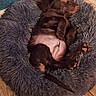puppy, dog, sleeping, bed, fluffy, brown, cozy, indoor, pet, cute, animal, fur, resting, paw, canine, young, wooden_floor, comfort, relaxation, domestic
