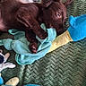 puppy, dog, brown_dog, toy, plush_toy, blue_toy, green_blanket, playing, bite, claw, pet, animal, indoor, soft_texture, cute, young_dog, lying_down, fun, mischief, cuddly