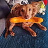 dog, toy, carrot, couch, blanket, plush_toy, grinch, pillow, indoor, pet, brown_dog, small_dog, fur, cute, animal, relaxing, face, ears, christmas_hat, home