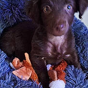 Toby a rejoint le concours — aidez-le/la à gagner de superbes lots ! puppy, dog, brown, fluffy, blanket, toy, plush, cute, pet, animal, indoor, fur, snout, ears, laying, young, companion, cozy, soft, resting