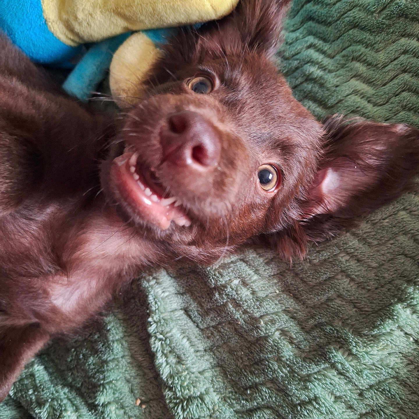 Toby