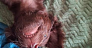 Toby participe au concours pour gagner de l'argent avec cette photo : dog, brown_dog, lying_down, upside_down, blanket, green_blanket, blue_blanket, red_blanket, pet, canine, smile, teeth, fur, whiskers, nose, cozy, relaxing, playful, indoor, cute
