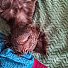 dog, brown_dog, lying_down, upside_down, blanket, green_blanket, blue_blanket, red_blanket, pet, canine, smile, teeth, fur, whiskers, nose, cozy, relaxing, playful, indoor, cute
