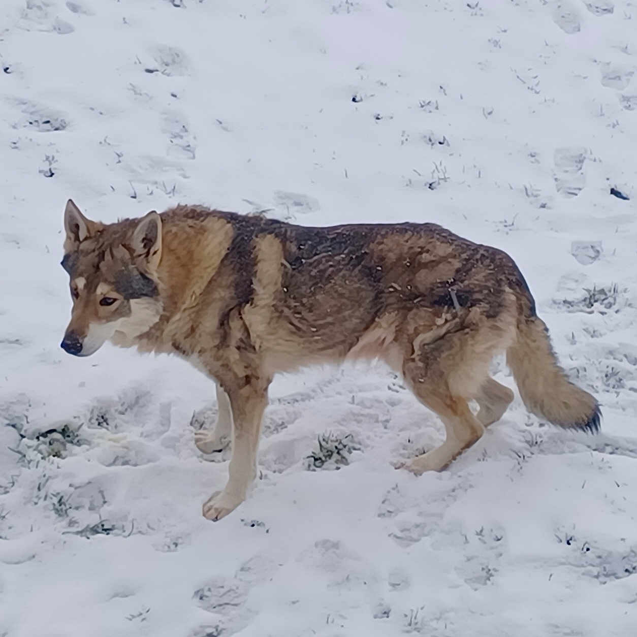 Falco participe au concours pour gagner de l'argent avec cette photo : animal, canine, coyote, dog, fox, greyfox, husky, kitfox, nature, outdoors, pet, redwolf, snout, snow, wolf