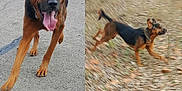 Bo is registered to the contest to win money with this photo: