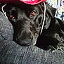Sadie is registered to the contest to win money with this photo: