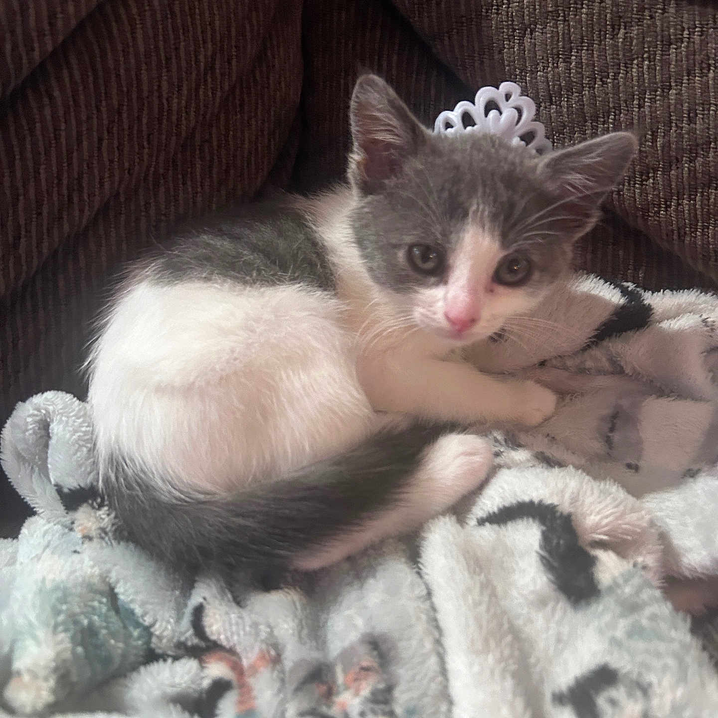 Mittens joined the competition — help win amazing prizes! animal, blanket, brown_couch, cat, comfort, cozy, crown, curious, cute, fur, gray, indoor, kitten, looking, pet, resting, small, soft, white, young