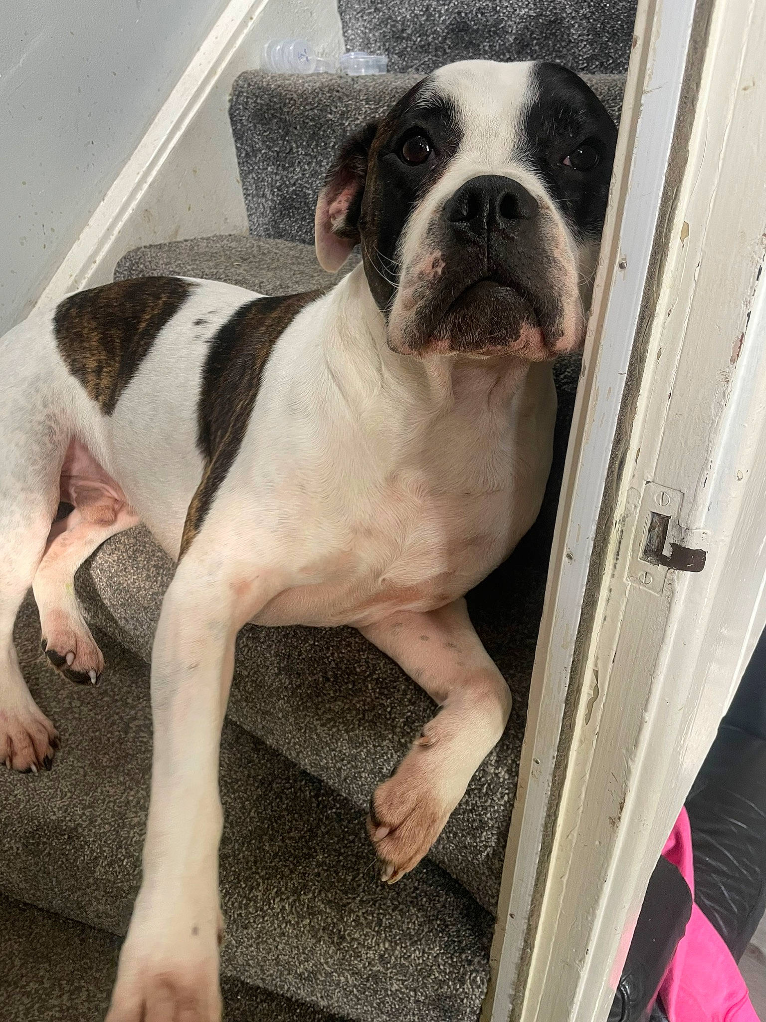 Zuko is registered to the contest to win money with this photo: bulldog, canidae, carnivore, collar, comfort, companion_dog, dog, dog_breed, dog_collar, door, fawn, fur, metal, molosser, paw, snout, sporting_group, whiskers, window, working_animal