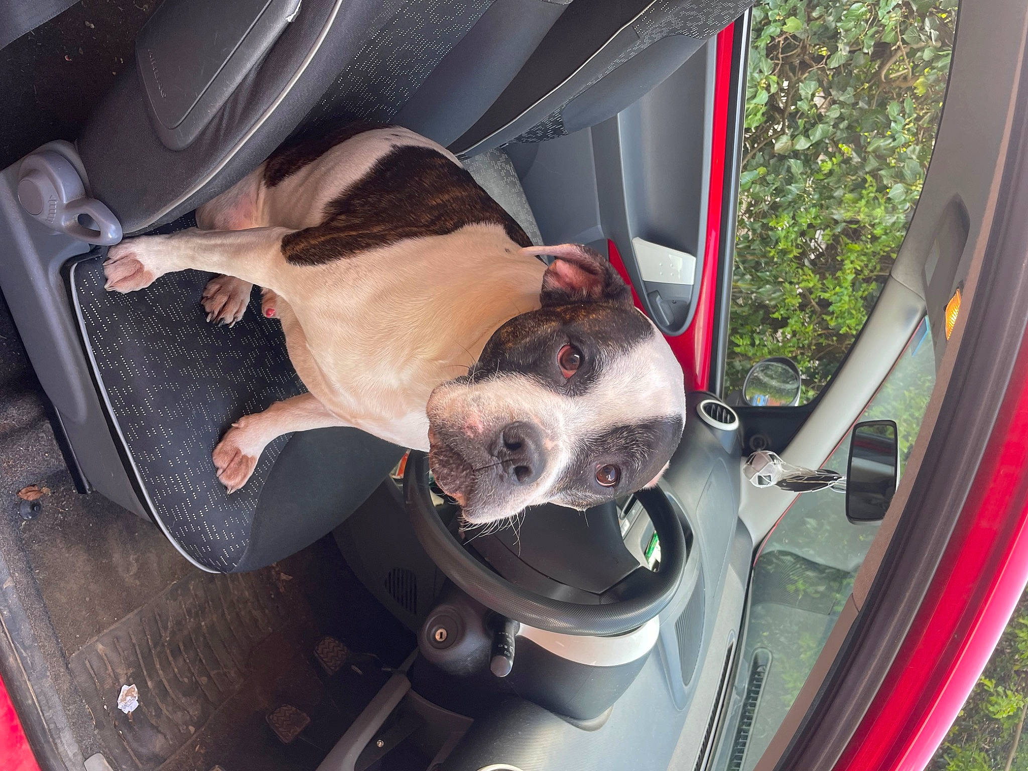 Zuko is registered to the contest to win money with this photo: auto_part, automotive_design, automotive_exterior, automotive_lighting, automotive_mirror, car, car_seat, carnivore, collar, companion_dog, dog, dog_breed, family_car, fawn, hood, motor_vehicle, snout, trunk, vehicle, vehicle_door
