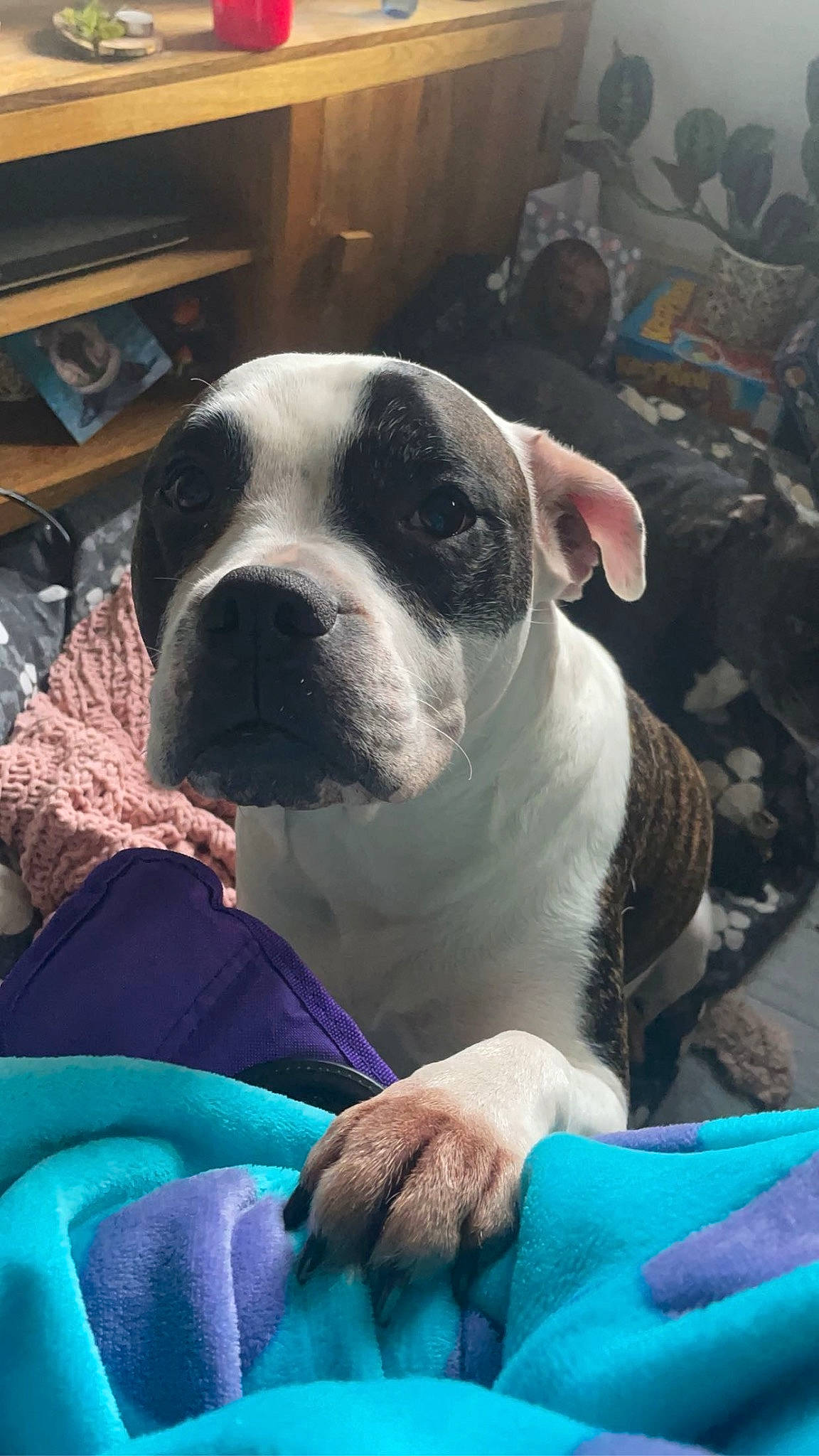 Zuko is registered to the contest to win money with this photo: blue, bulldog, carnivore, collar, comfort, companion_dog, dog, dog_breed, dog_collar, electric_blue, fawn, french_bulldog, green, molosser, puppy_love, snout, sporting_group, whiskers, working_animal, wrinkle