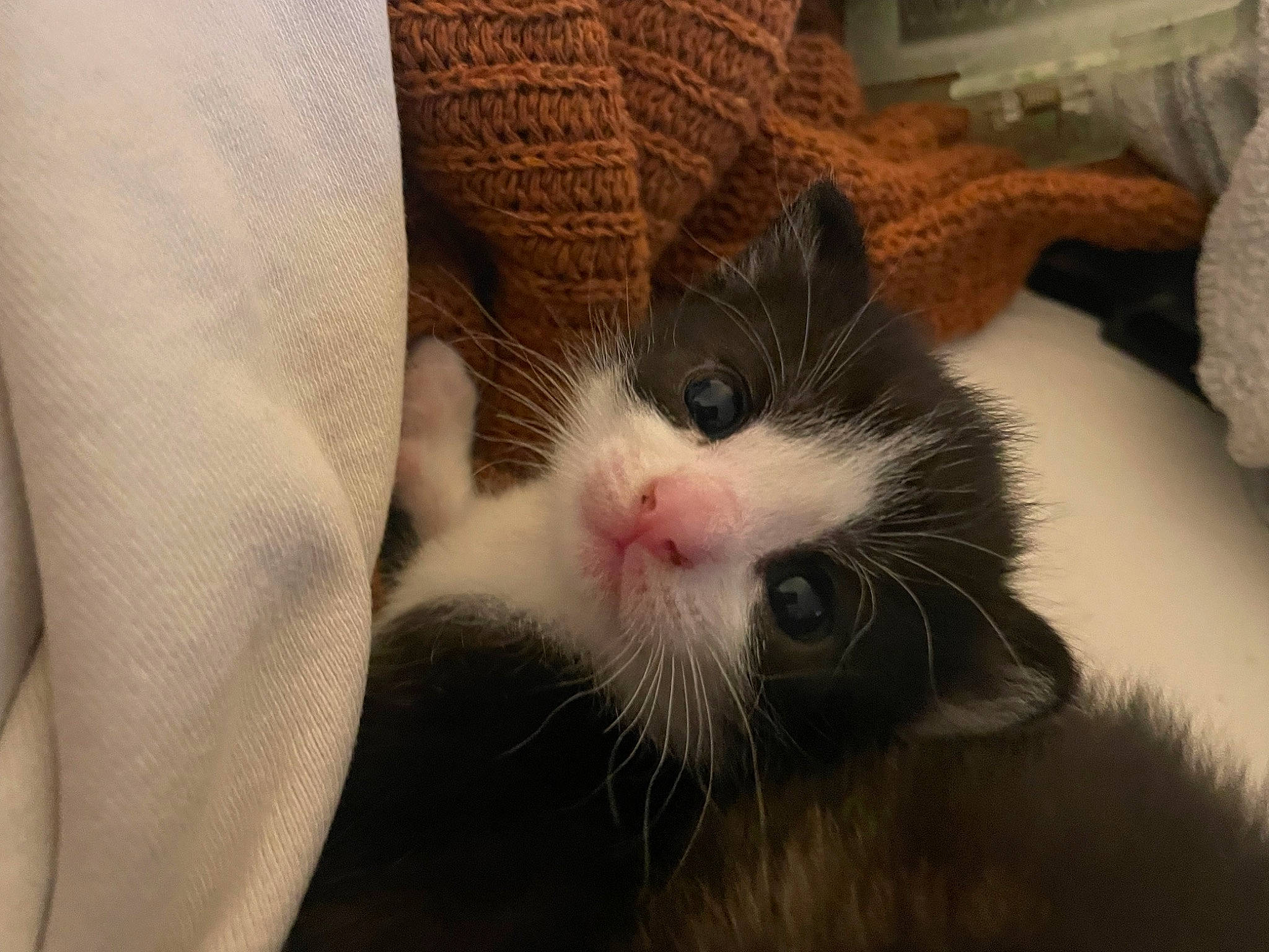 Eli is registered to the contest to win money with this photo: carnivore, cat, claw, comfort, domestic_short_haired_cat, felidae, foot, fur, human_leg, leg, linens, nap, paw, small_to_medium_sized_cats, snout, tail, whiskers