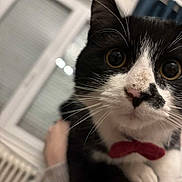 Malo participe au concours pour gagner de l'argent avec cette photo : cat, black_and_white, bow_tie, close_up, indoor, whiskers, pet, cute, animal, feline, curious, nose, eyes, face, domestic_cat, fur, portrait, cozy, background, window