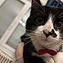 cat, black_and_white, bow_tie, close_up, indoor, whiskers, pet, cute, animal, feline, curious, nose, eyes, face, domestic_cat, fur, portrait, cozy, background, window