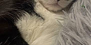 Malo participe au concours pour gagner de l'argent avec cette photo : cat, black_and_white, sleeping, close_up, fur, pet, cozy, fluffy, whiskers, paws, resting, domestic_animal, cute, animal, indoor, relaxing, soft, feline, nap, companion