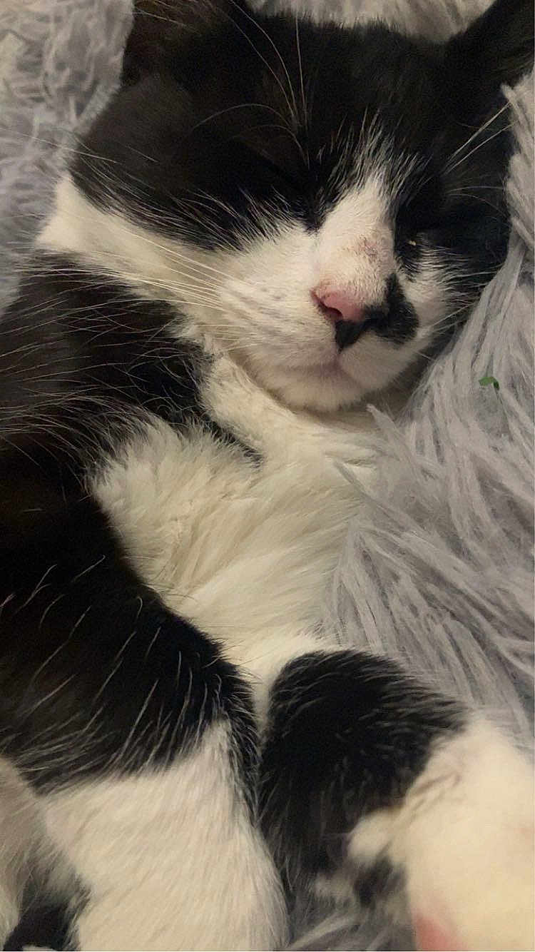 Malo participe au concours pour gagner de l'argent avec cette photo : cat, black_and_white, sleeping, close_up, fur, pet, cozy, fluffy, whiskers, paws, resting, domestic_animal, cute, animal, indoor, relaxing, soft, feline, nap, companion