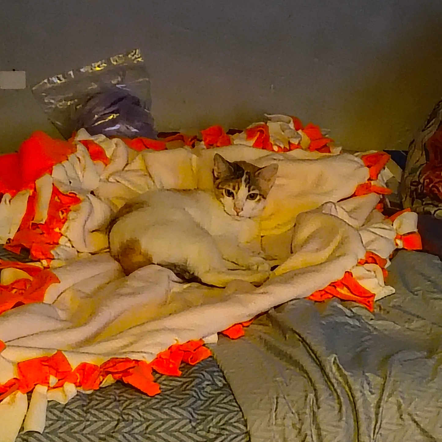 Kiddy is registered to the contest to win money with this photo: abyssinian, animal, bed, bedroom, blanket, cat, couch, furniture, homedecor, indoors, kitten, laundry, linen, manx, person, pet, quilt, room, siamese, sleeping