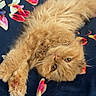 cat, ginger_cat, fluffy, pet, animal, feline, bed, blanket, flower_petals, stretching, cute, domestic_cat, relaxed, fur, whiskers, indoor, looking_at_camera, cozy, soft, resting
