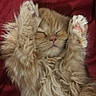 kitten, cat, sleeping, fluffy, orange_cat, pet, paw, fur, cute, animal, resting, cozy, red_blanket, domestic_cat, feline, closeup, adorable, young_cat, relaxing, soft