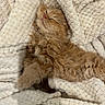 cat, kitten, sleeping, fluffy, ginger, fur, pet, blanket, cozy, soft, cute, nap, relaxed, domestic_animal, whiskers, feline, comfort, indoor, resting, warm