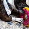brindle_coat, canine, carpet, chewing, close_up, collar, dog, home, indoor, muzzle, paw, pet, playful, plush_donut, portrait, relaxed, rug, snout, toy, white_fur