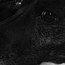 animal, black_and_white, canine, close_up, dark_fur, dog, eye, fur, gaze, indoor, macro, monochrome, muzzle, nose, pet, portrait, reflection, snout, texture, whiskers