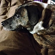 Riley Mae is registered to the contest to win money with this photo: blanket, brindle, brindle_coat, canine, close_up, couch, cozy, dog, dvd_collection, ear, eye, indoor, lying_down, nose, pet, plastic_basket, portrait, profile, resting, shelving