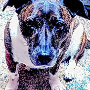 Riley Mae joined the competition — help win amazing prizes! dog, pet, brindle_coat, close_up, portrait, indoor, carpet, paws, nose, eyes, ears, sitting, whiskers, fur, gaze, front_view, floor, domestic_animal, attentive, texture