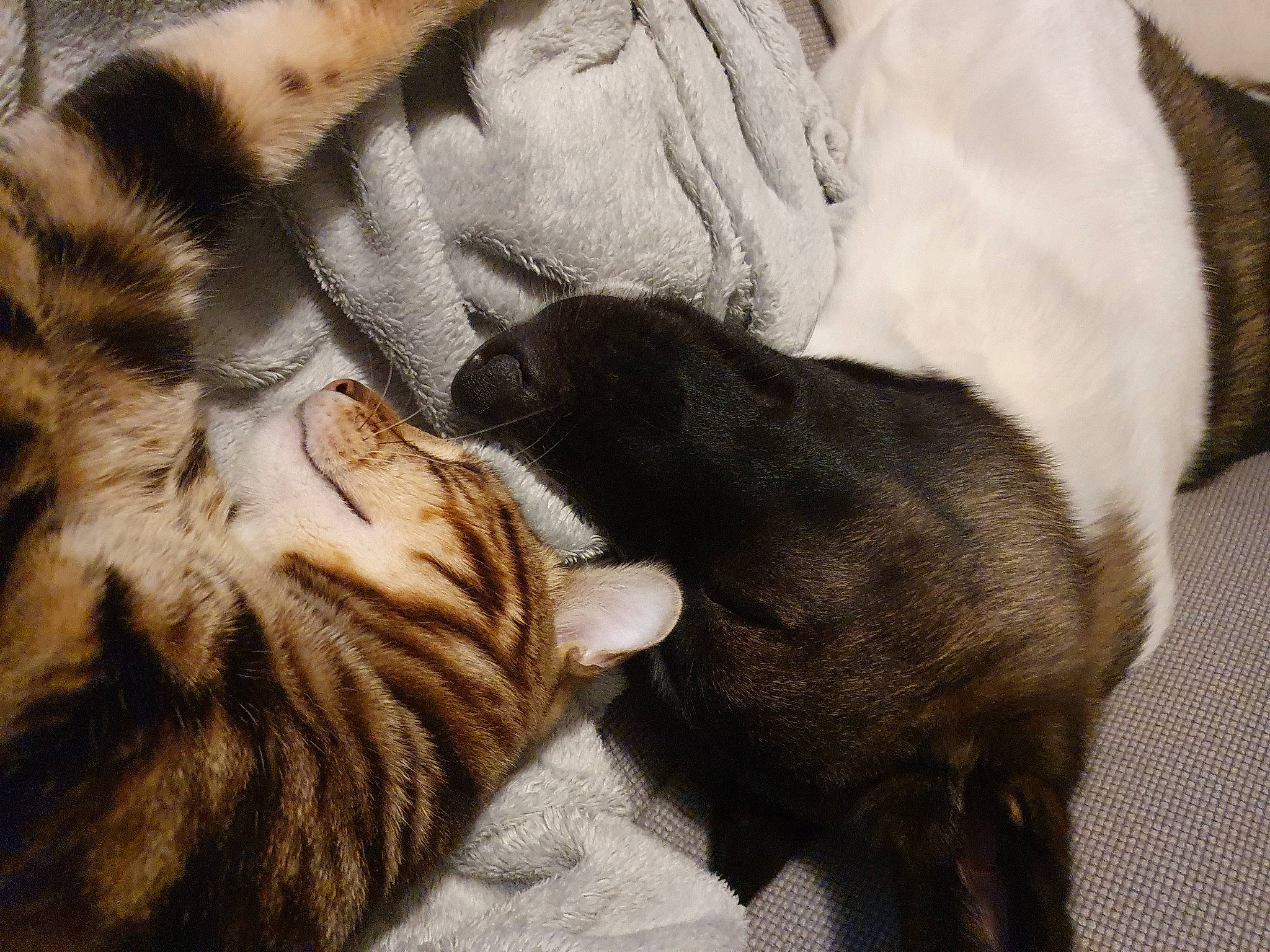 Elka participe au concours pour gagner de l'argent avec cette photo : american_shorthair, canidae, carnivore, cat, claw, dragon_li, european_shorthair, fawn, felidae, fur, kitten, nap, paw, puppy, sleep, small_to_medium_sized_cats, tabby_cat, tail, whiskers