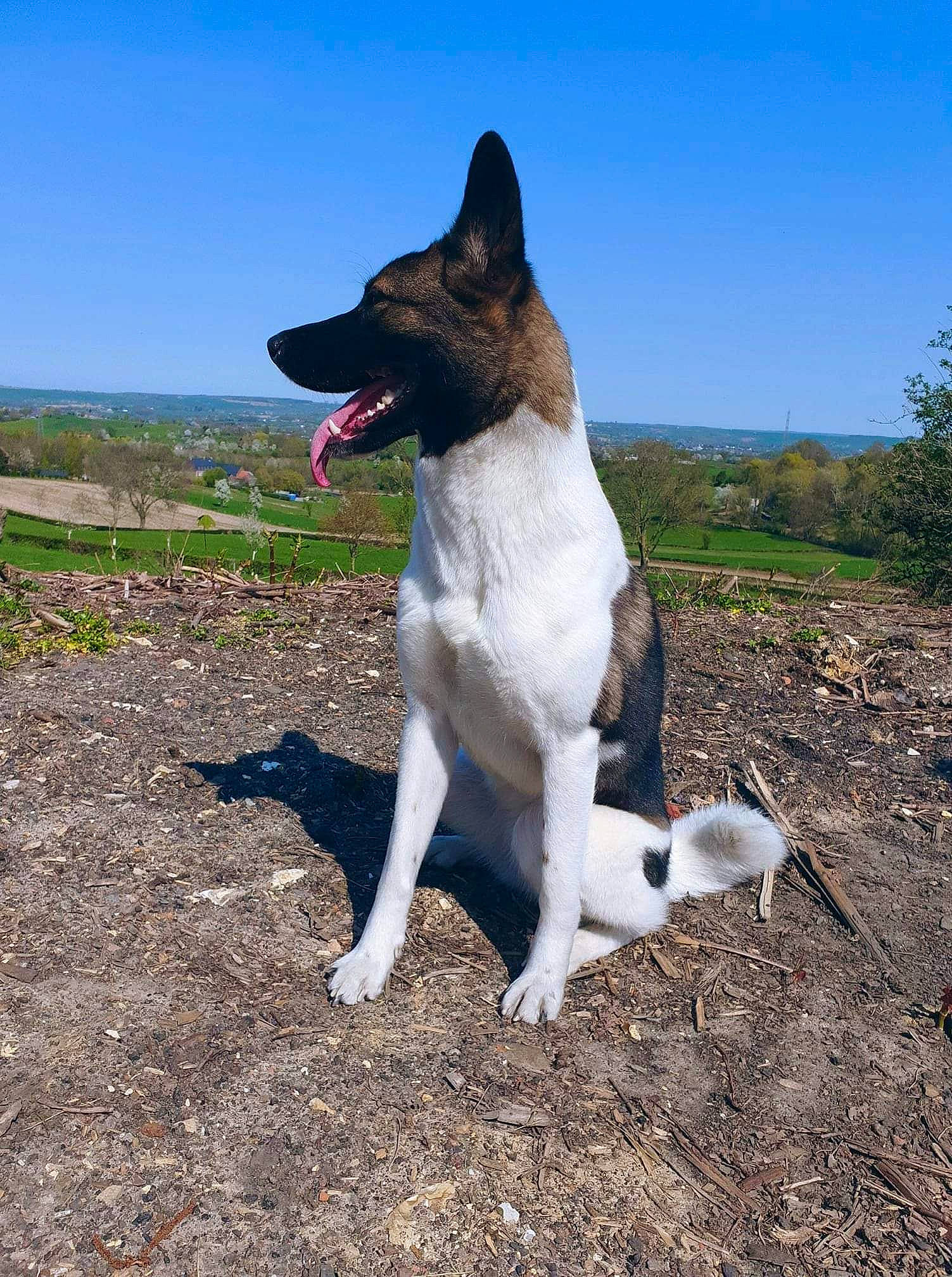 Elka a rejoint le concours — aidez-le/la à gagner de superbes lots ! akita, canaan_dog, canidae, carnivore, dog, dog_breed, mammal, russo_european_laika, smooth_fox_terrier, vertebrate
