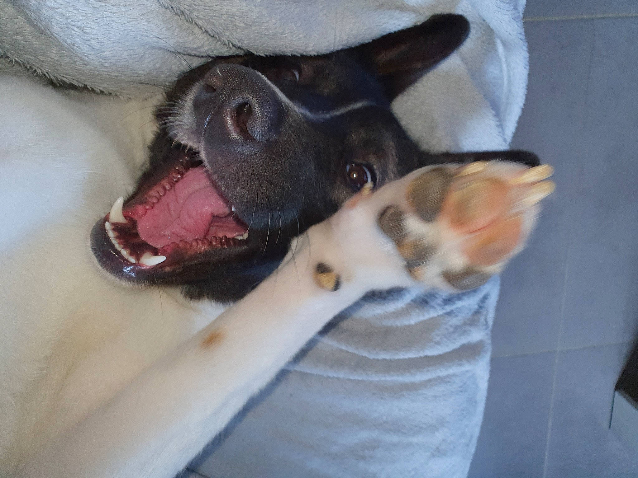 Elka participe au concours pour gagner de l'argent avec cette photo : canidae, carnivore, cat, dog_breed, ear, fawn, snout