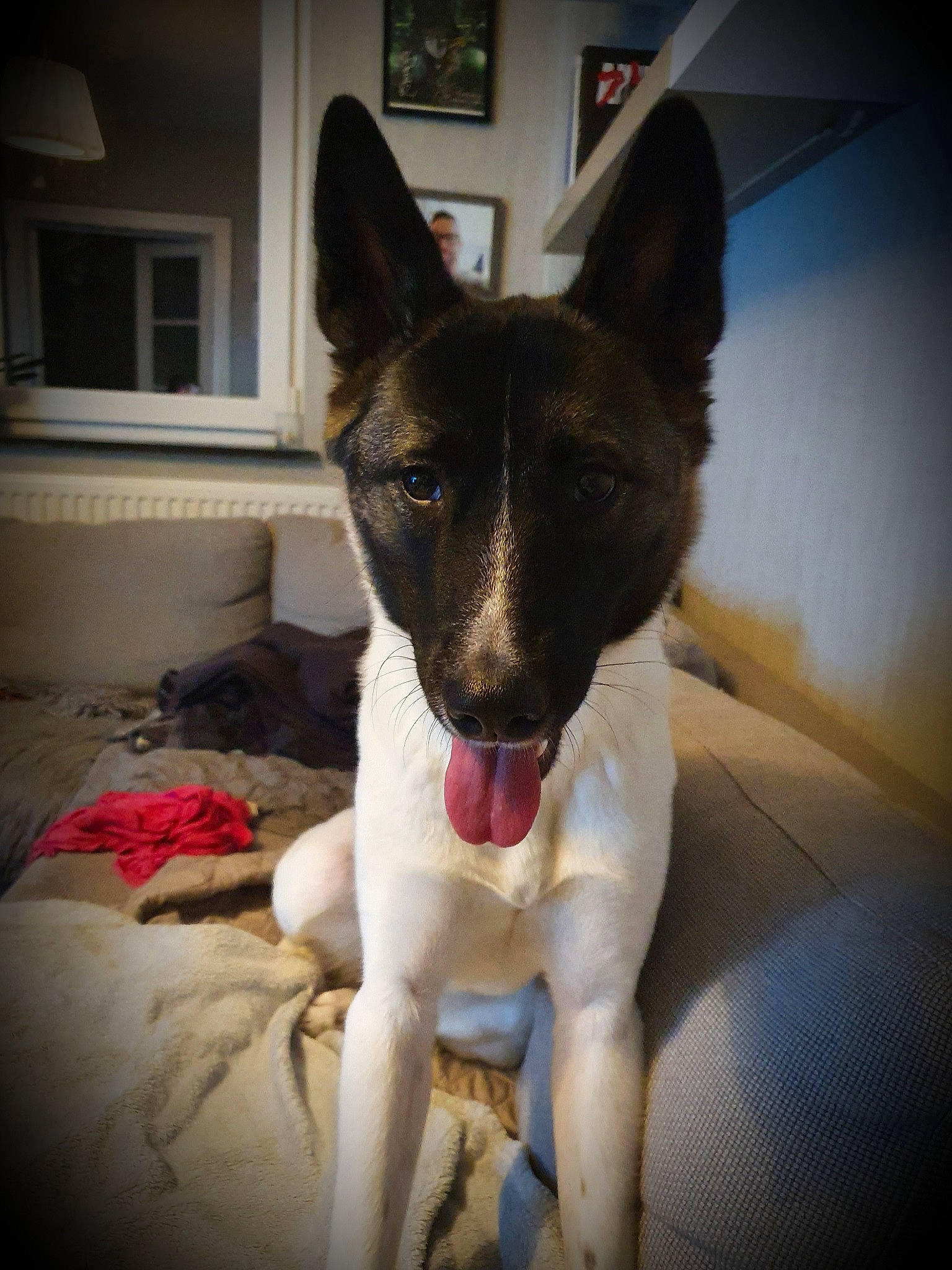 Elka a rejoint le concours — aidez-le/la à gagner de superbes lots ! canaan_dog, canidae, carnivore, dog, dog_breed, formosan_mountain_dog, mammal, rare_breed_dog, snout, teddy_roosevelt_terrier, vertebrate