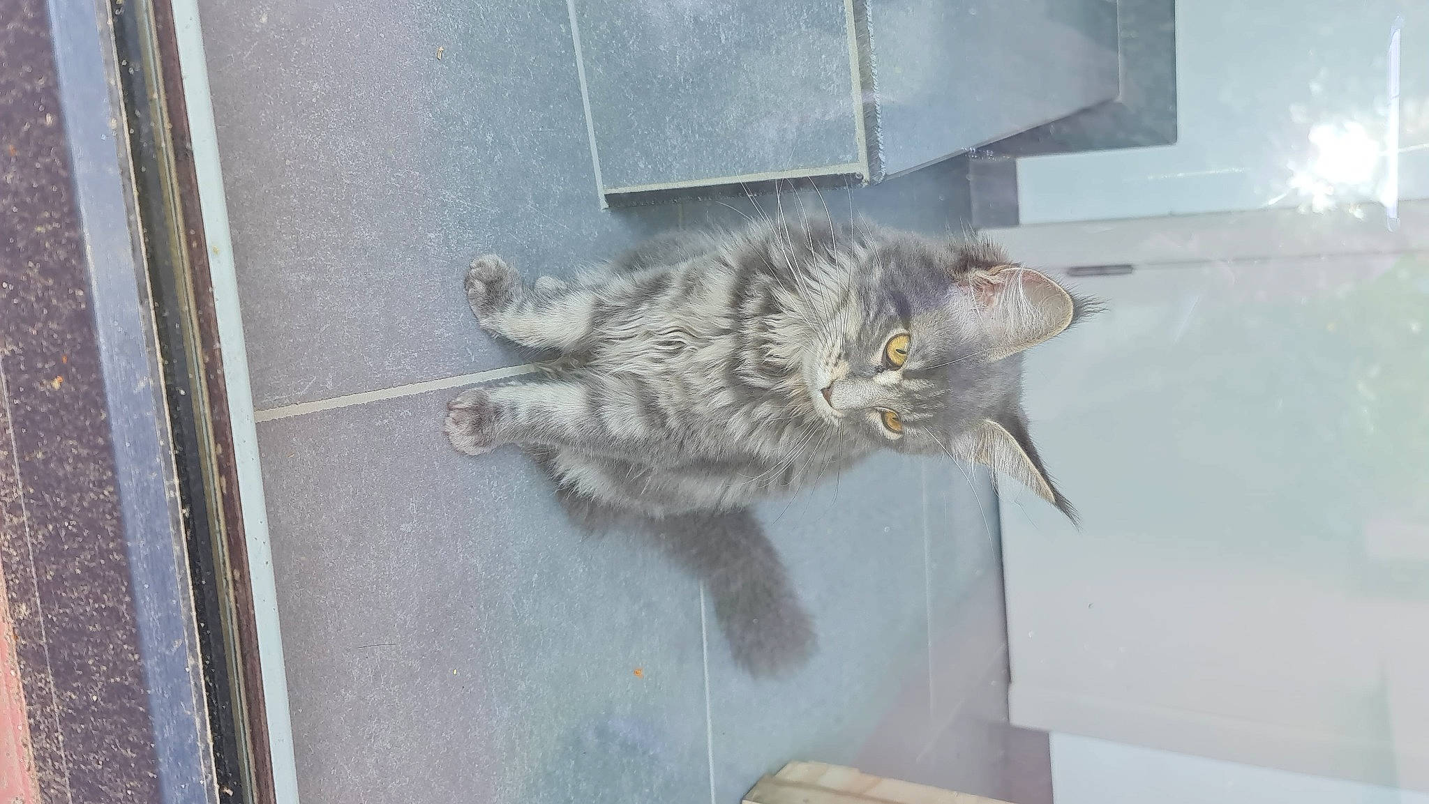 Tokyo Et Athéna a rejoint le concours — aidez-le/la à gagner de superbes lots ! carnivore, cat, claw, domestic_short_haired_cat, felidae, fur, grey, paw, road_surface, small_to_medium_sized_cats, tail, whiskers, window